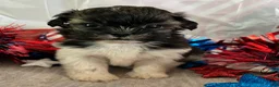 Shih Tzu dogs for sale: Creed - Ad 11