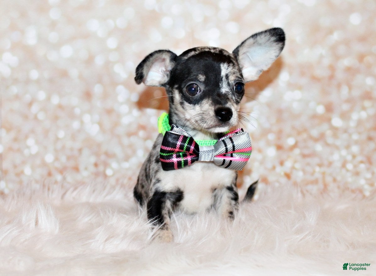 Chihuahua dogs Hawk - Ad 17