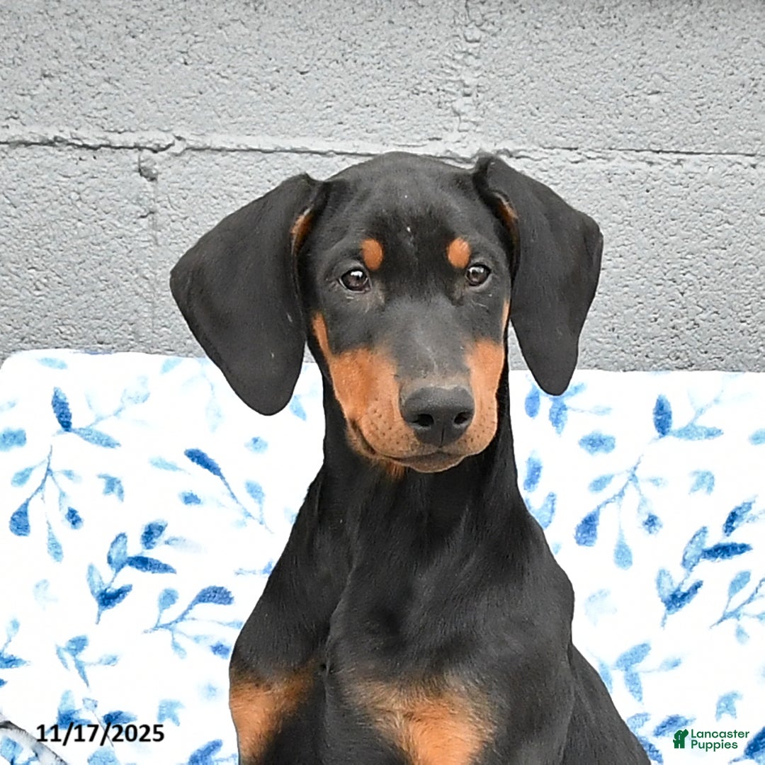 Doberman Pinscher dogs for sale: Flora   - Ad 5