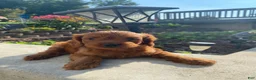 Cavapoo dogs for sale: Jasper - Ad 6
