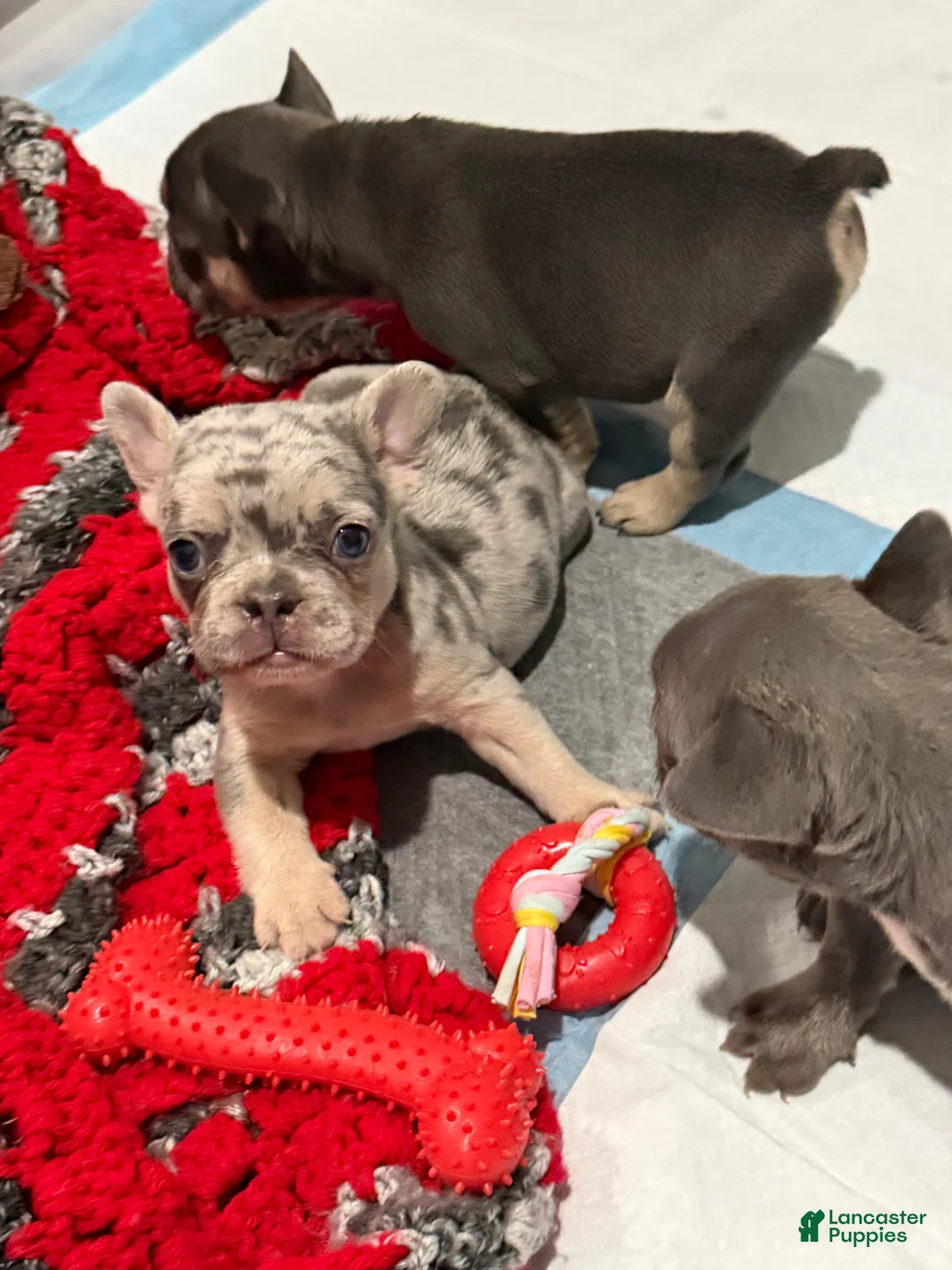 French Bulldog dogs for sale: French Bulldog Puppy 1 - Ad 2