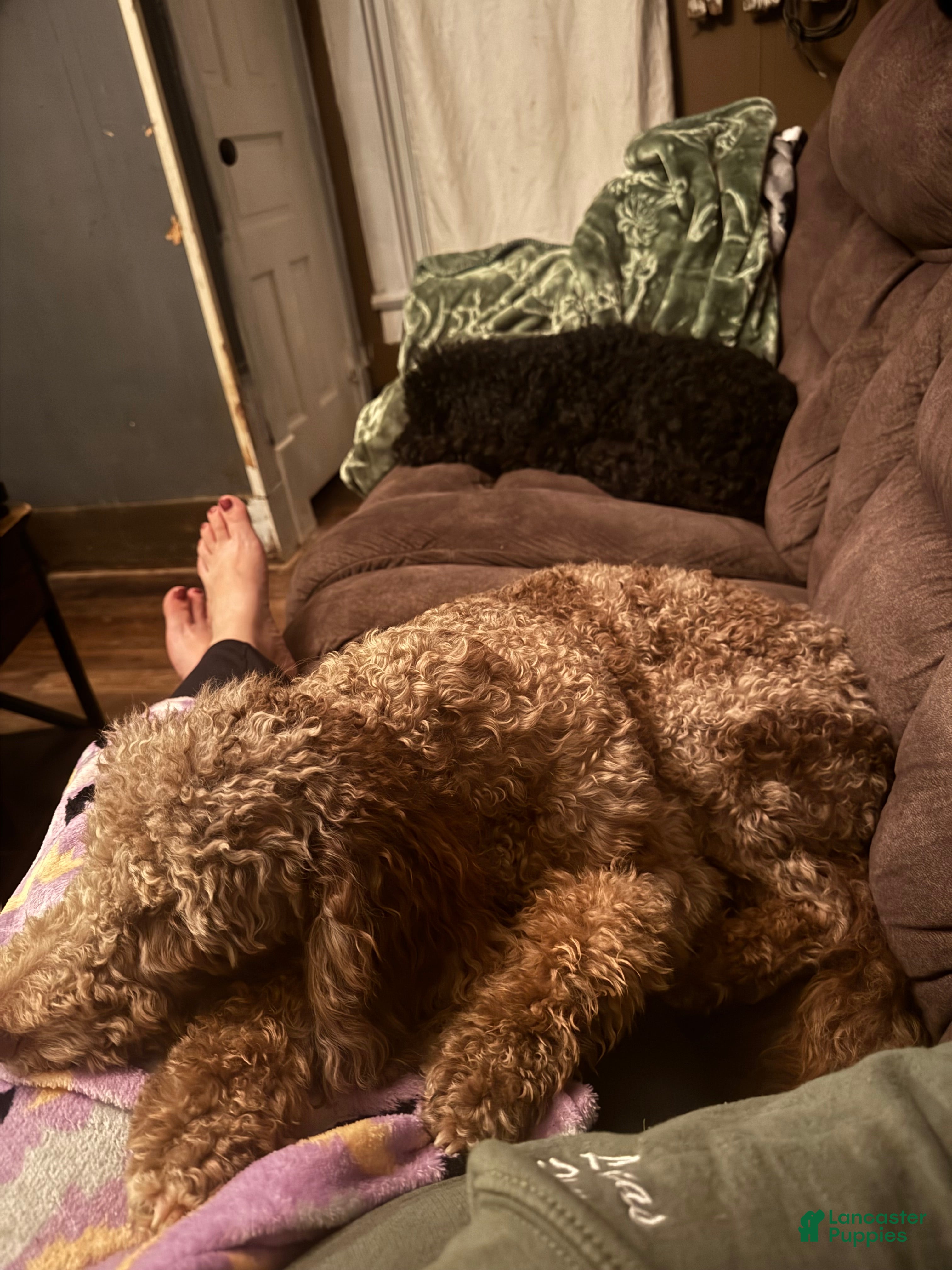 Evee (Cockapoo, Female) in Continental, OH