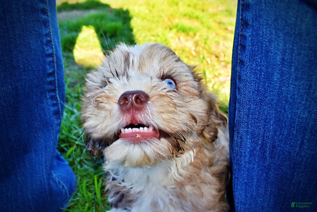 Havapoo dogs for sale: Jasper - Ad 21