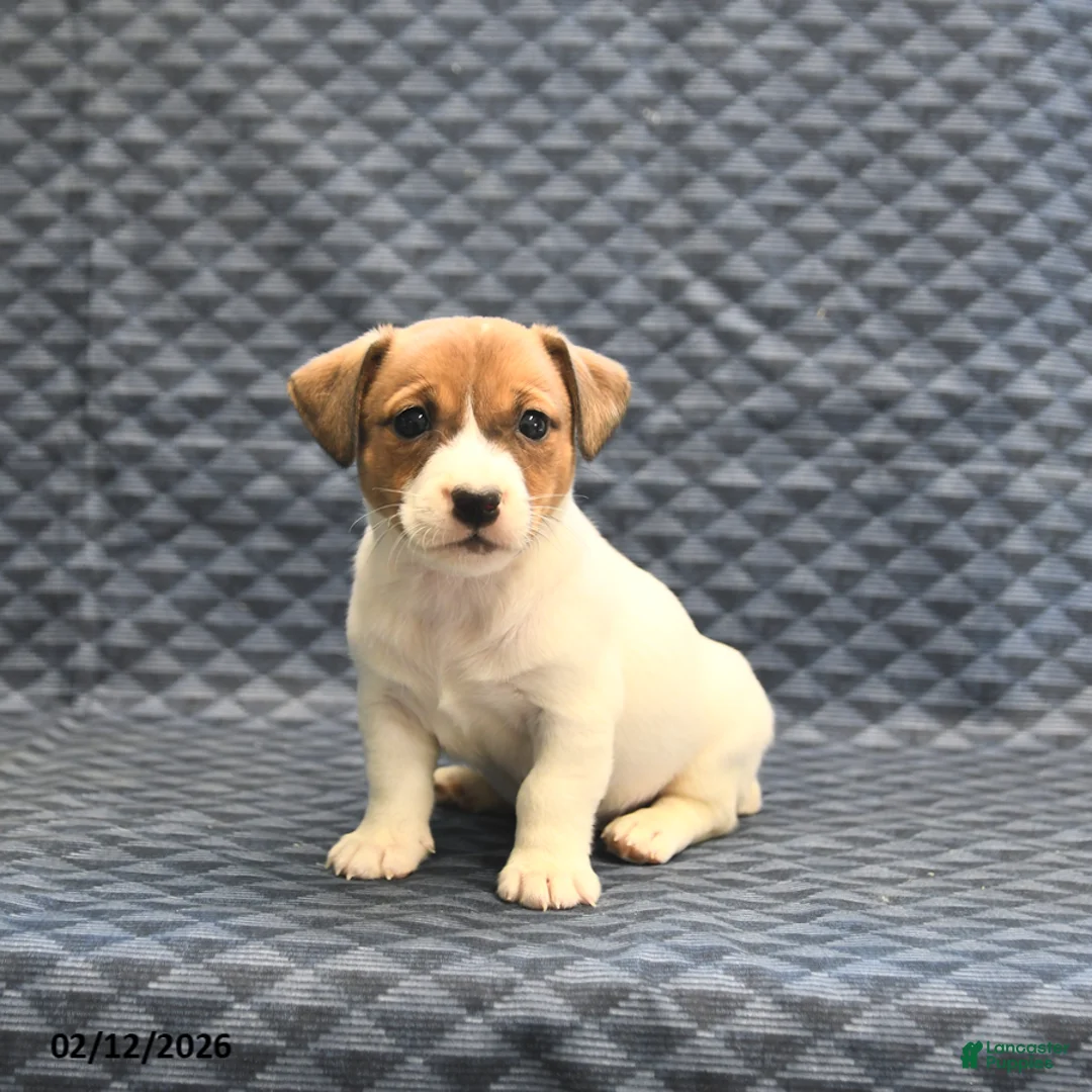 Jack Russell Terrier dogs for sale: Nola - Ad 1