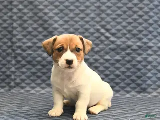 Jack Russell Terrier dogs Nola - Ad 2