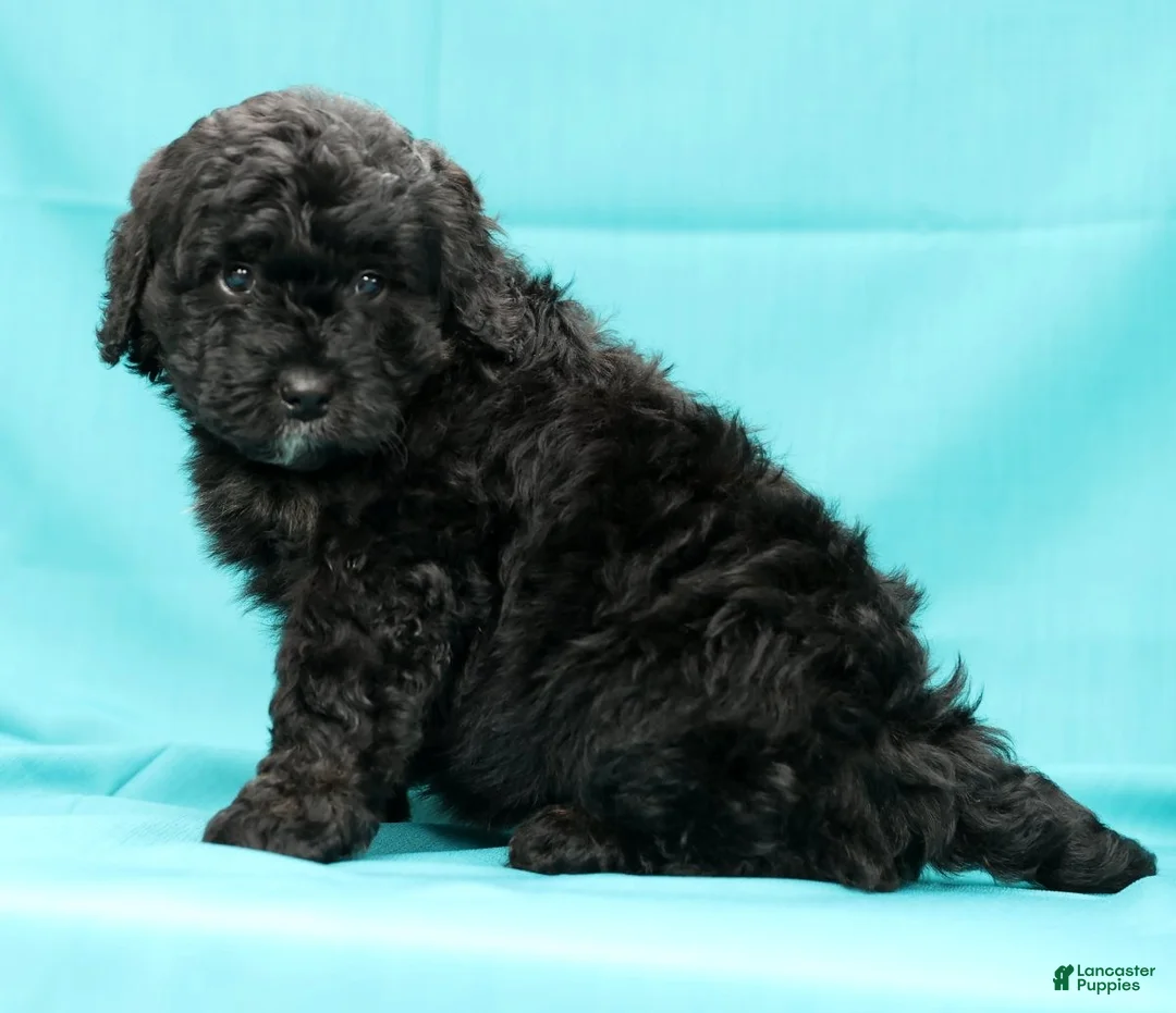 Mini Bernedoodle dogs for sale: Chip - Ad 3