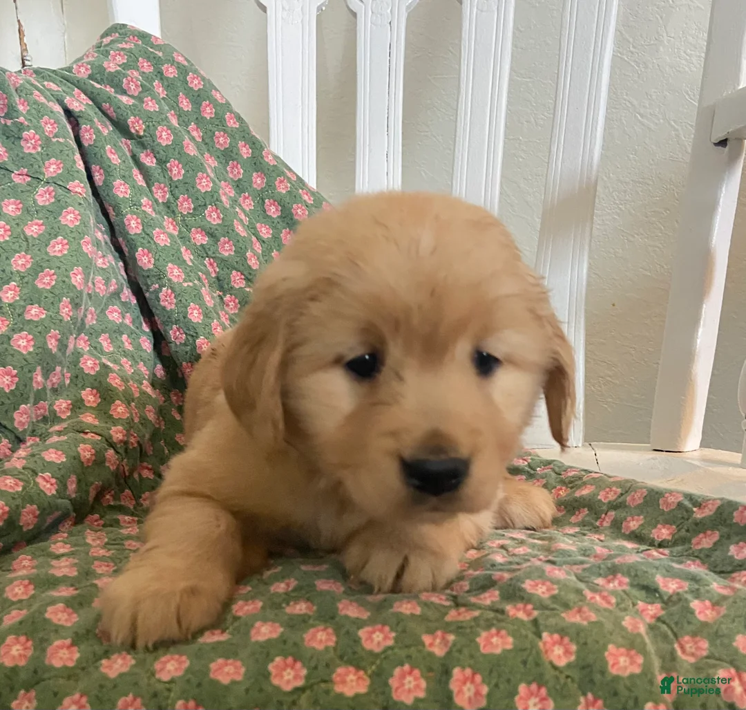 Golden Retriever dogs for sale: Posie - Ad 2