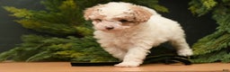 Bichpoo dogs for sale: Teddy Bear  - Ad 6