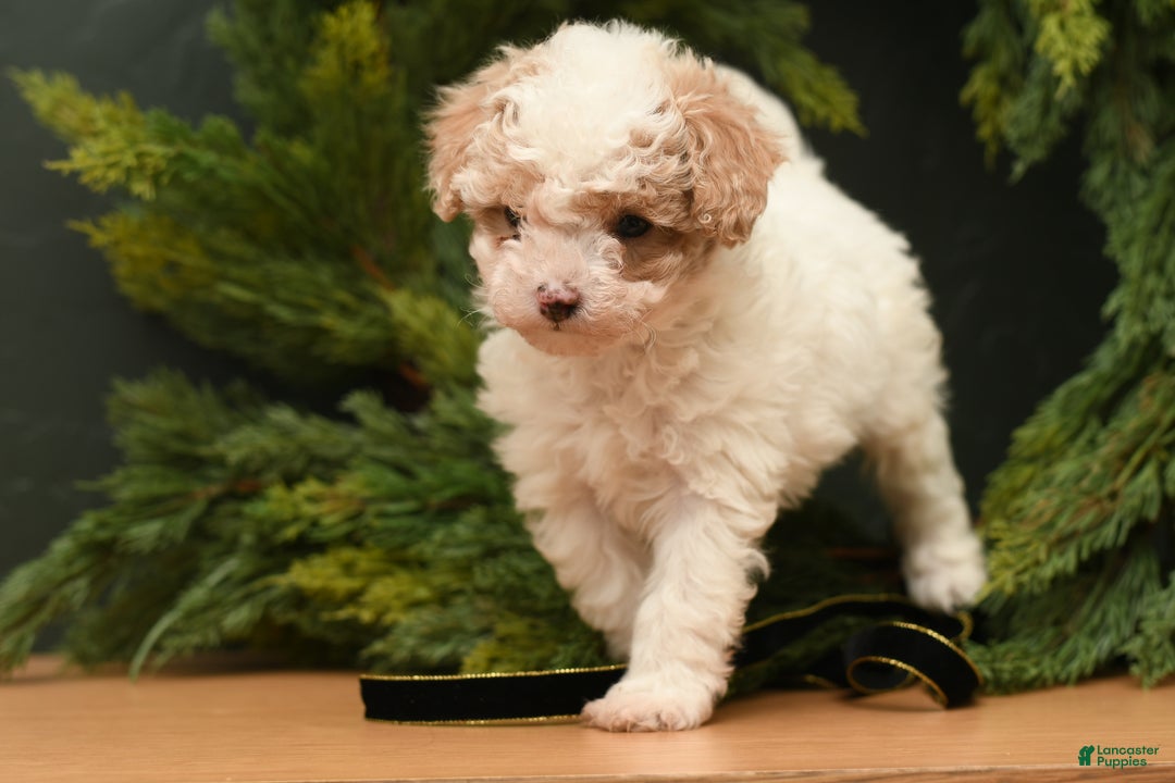 Bichpoo dogs for sale: Teddy Bear  - Ad 6