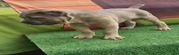 Cane Corso dogs for sale: ZEUS - Ad 12