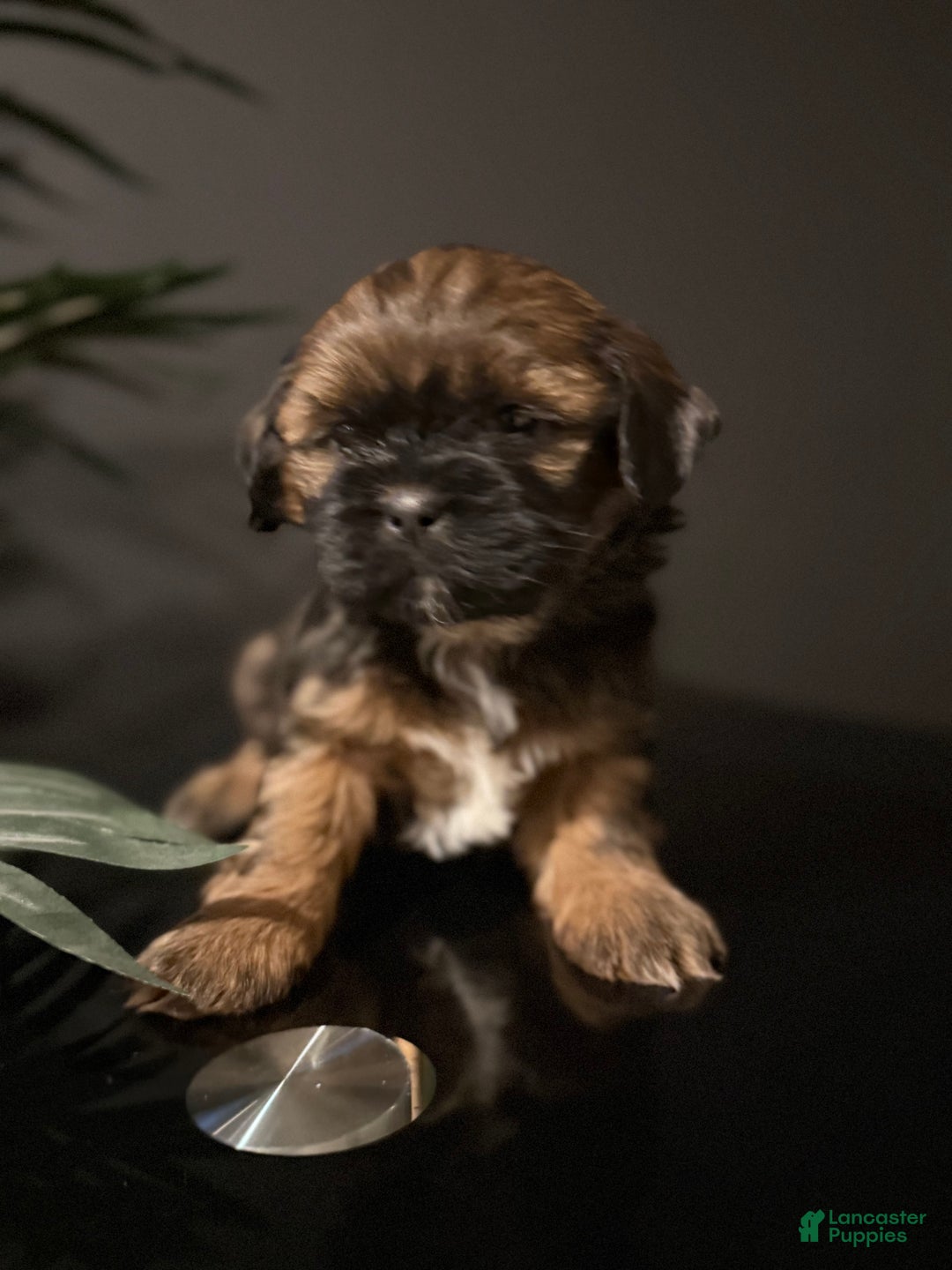 Shihpoo dogs for sale: Chocolate - Ad 2