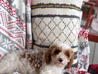Cavapoo dogs Joshy - Ad 21