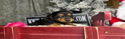 Miniature Dachshund dogs for sale: Ready 4 holidays - Ad 8