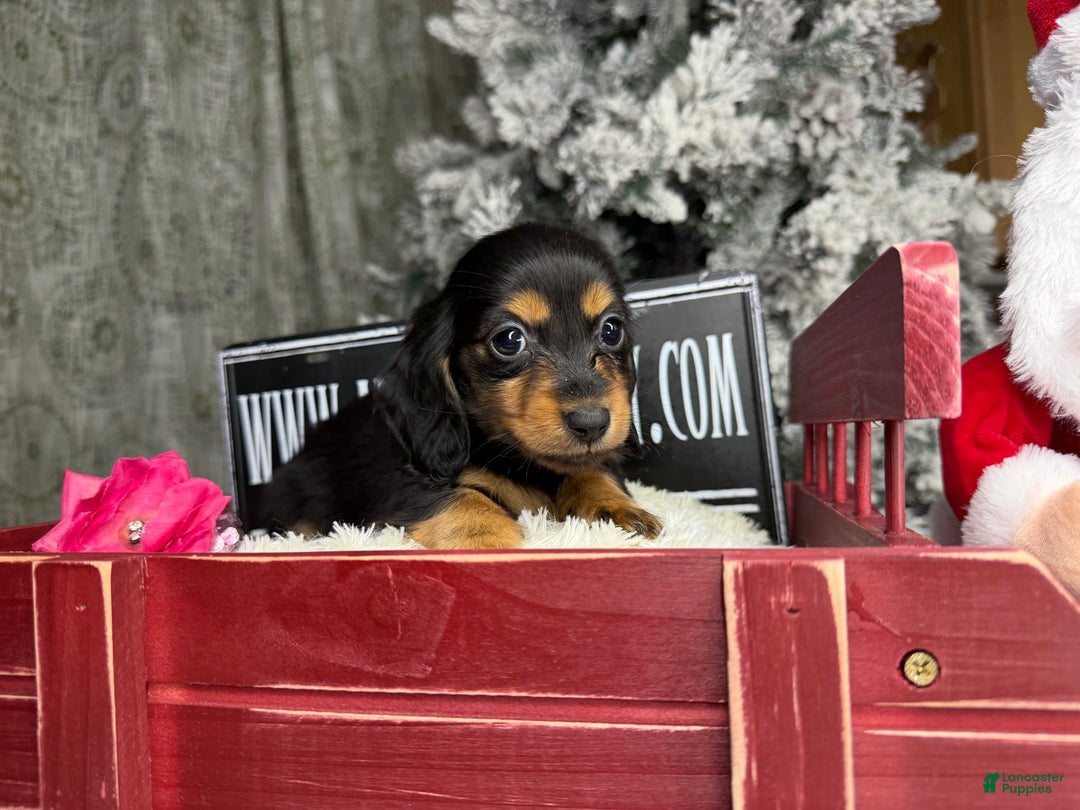 Miniature Dachshund dogs for sale: Ready 4 holidays - Ad 8