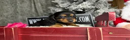 Miniature Dachshund dogs for sale: Ready 4 holidays - Ad 12