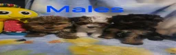 Morkie dogs for sale: Morkie male 6 - Ad 7