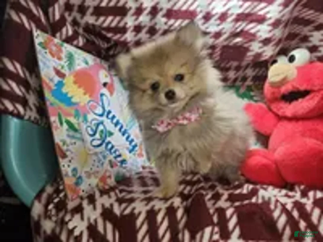 Pomeranian dogs for sale: Tawnii the warm Beauty - Ad 2