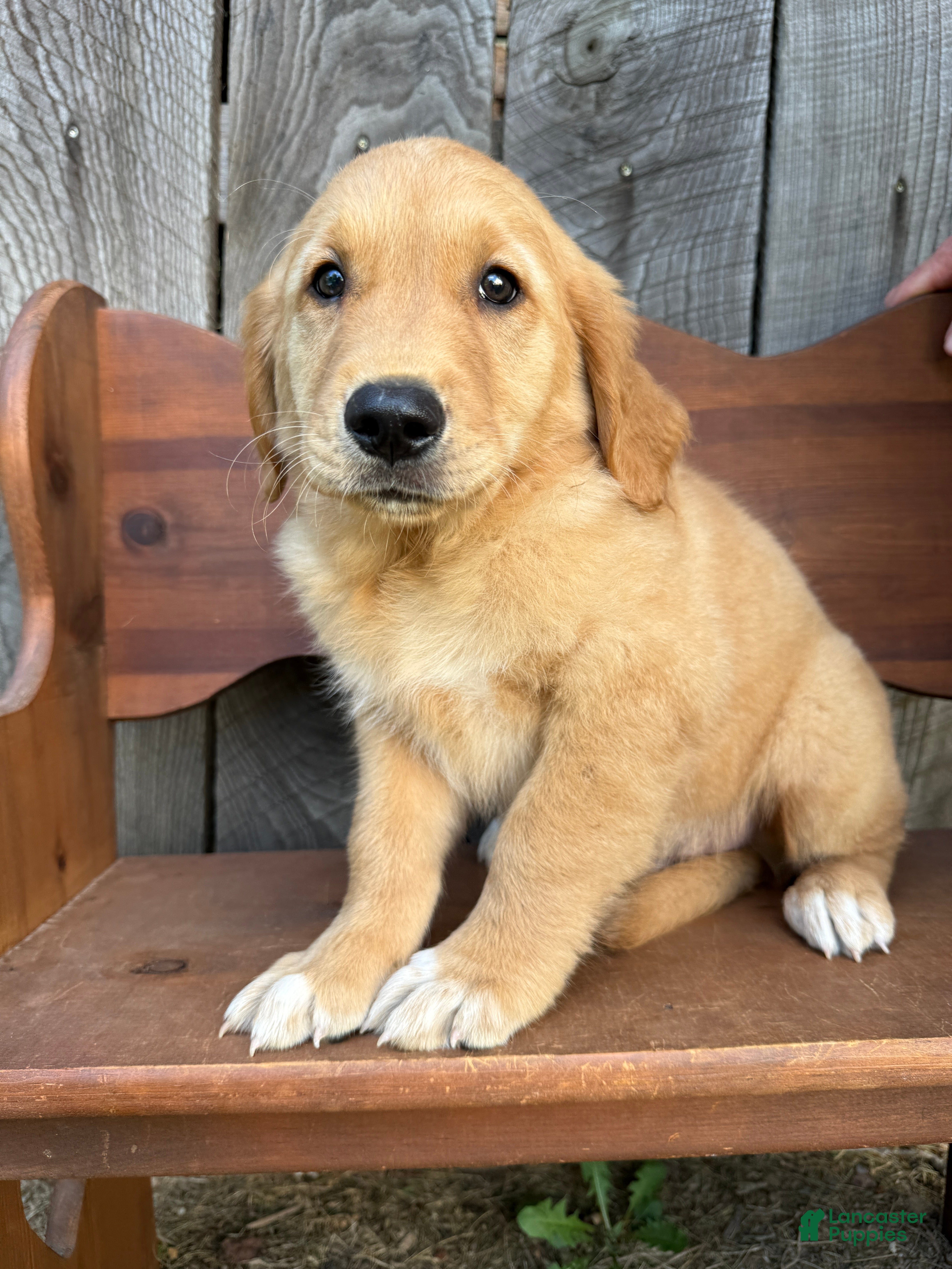 Golden Retriever dogs Bo  - Ad 2