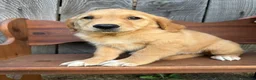 Golden Retriever dogs for sale: Bo  - Ad 2
