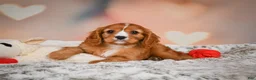 Cavapoo dogs for sale: DUKE - Ad 4