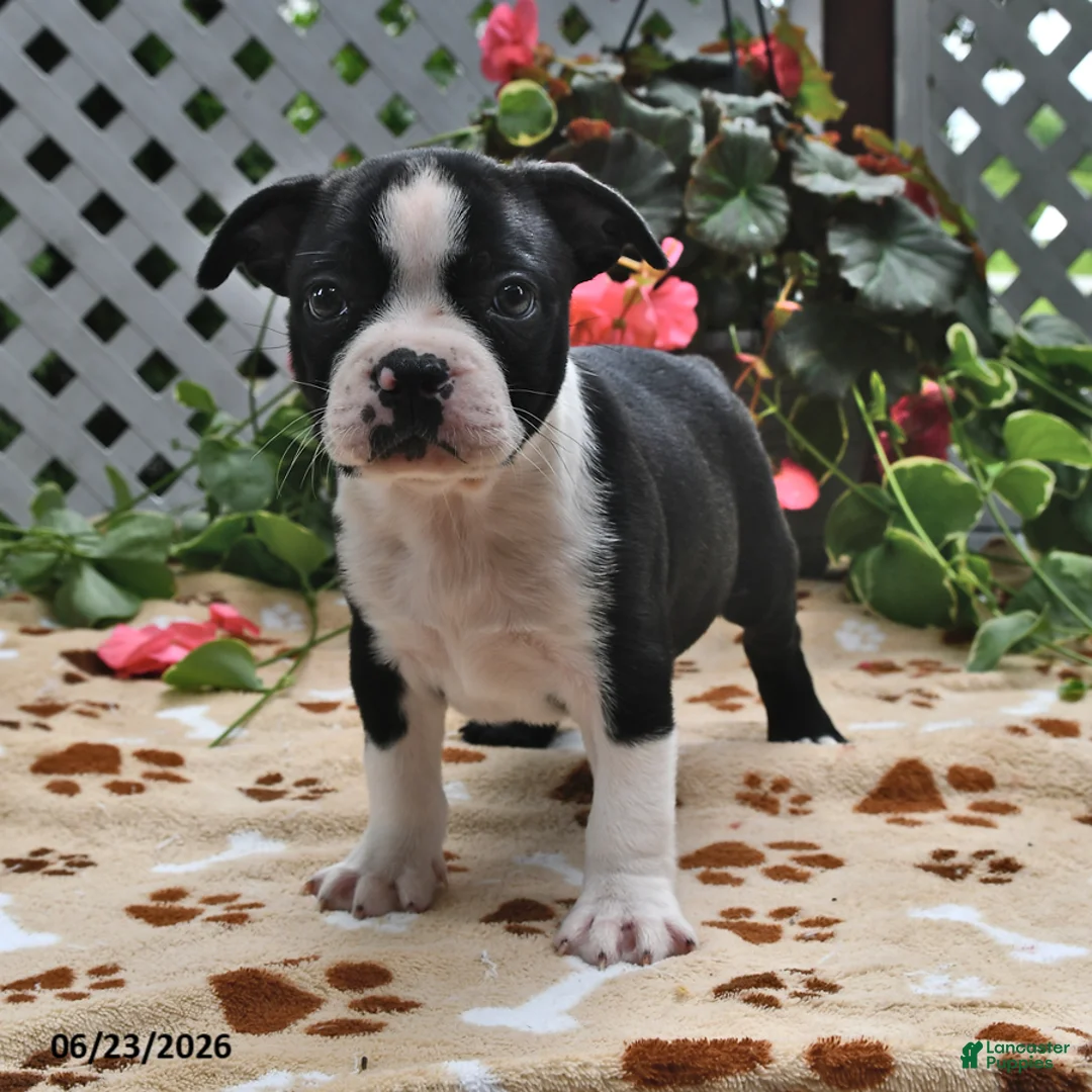 Boston Terrier dogs for sale: Leroy - Ad 2
