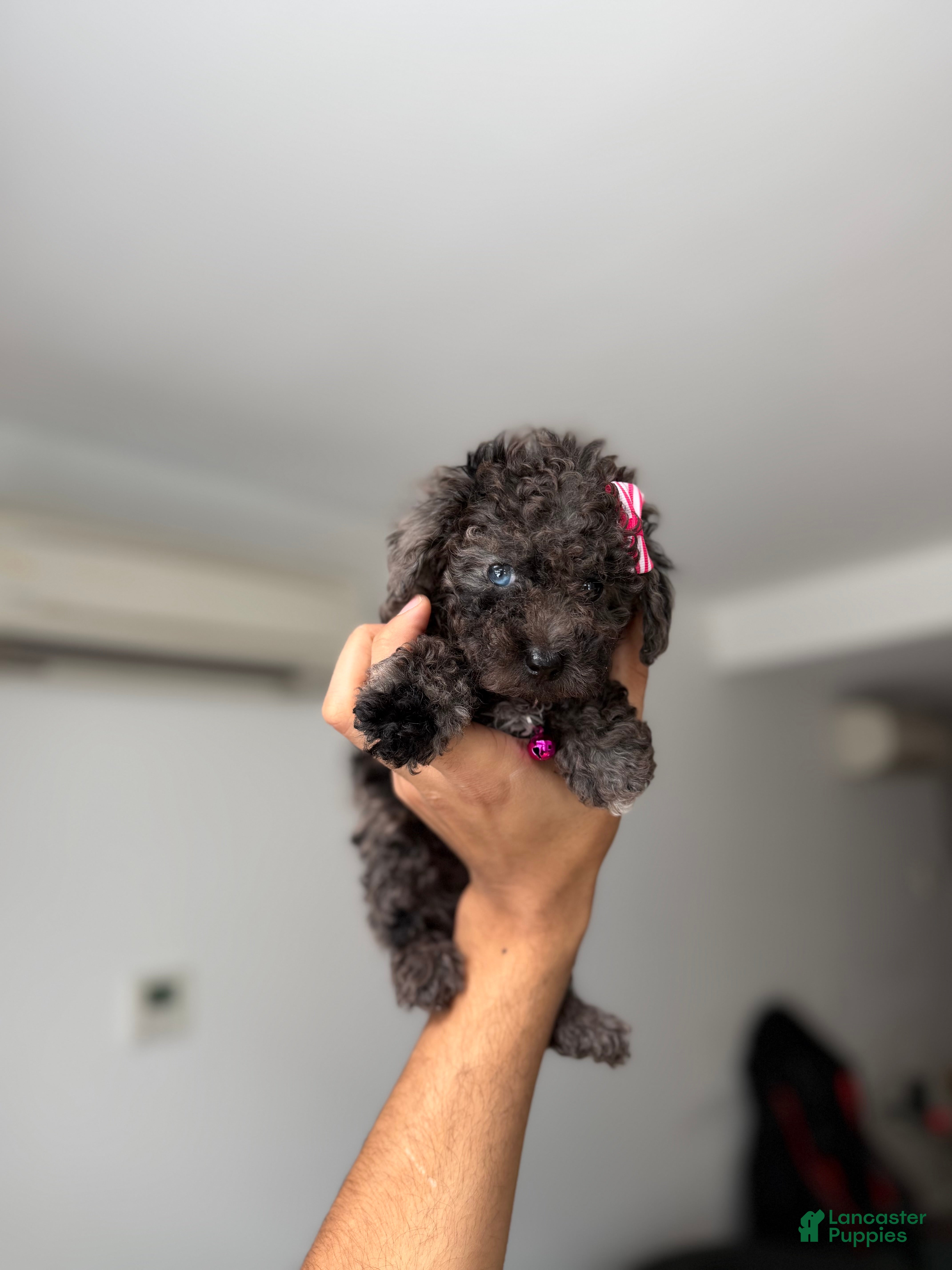 Toy Poodle dogs Blue eye - Ad 23