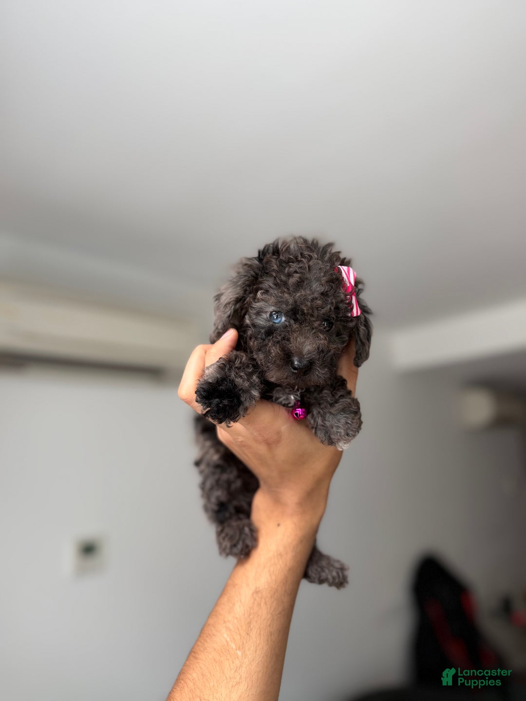 Toy Poodle dogs for sale: Blue eye - Ad 1