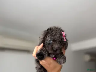 Toy Poodle dogs Blue eye - Ad 23