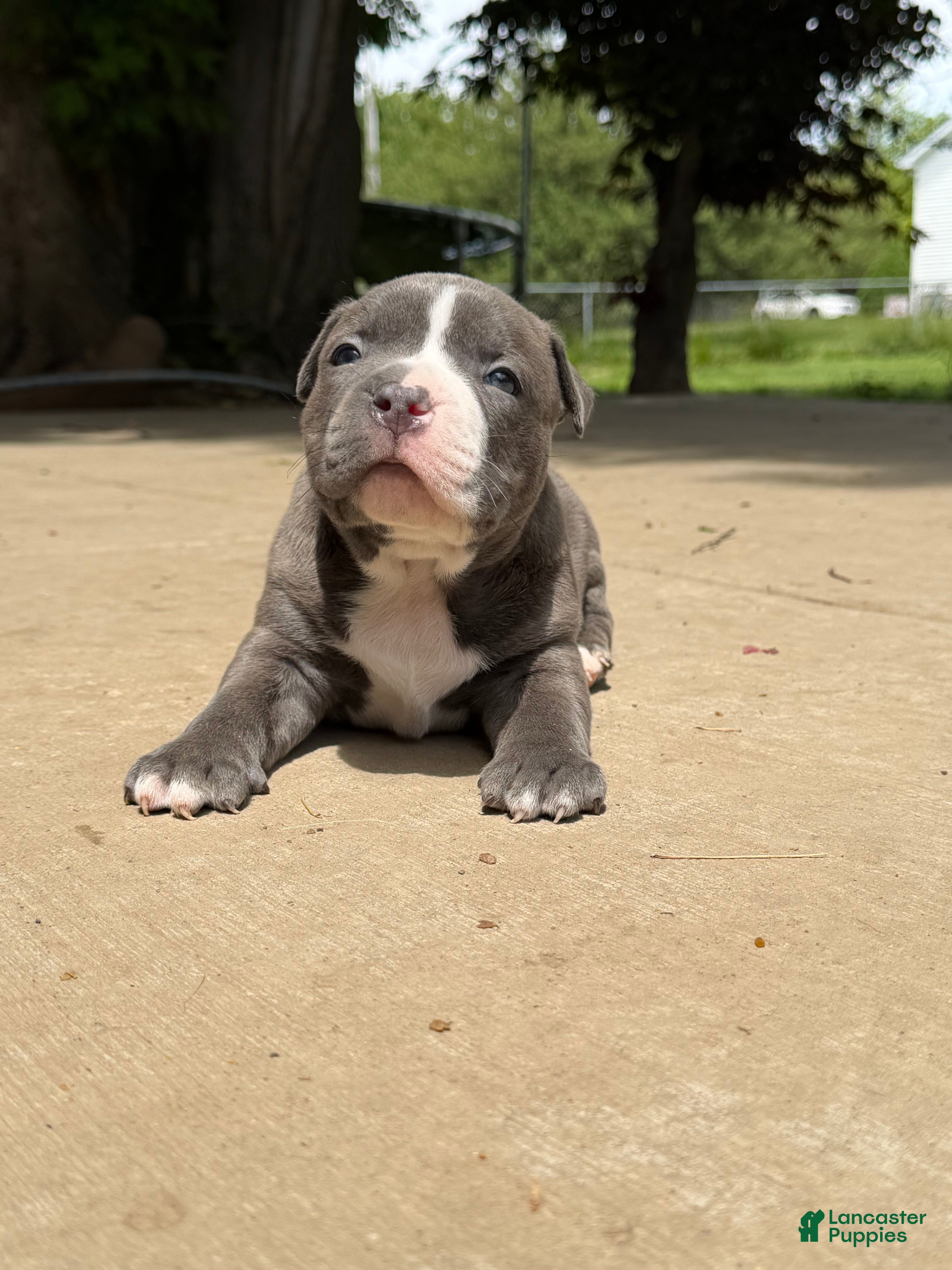 American Bully dogs American Bully 3 - Ad 1