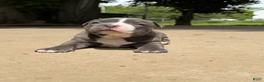 American Bully 3