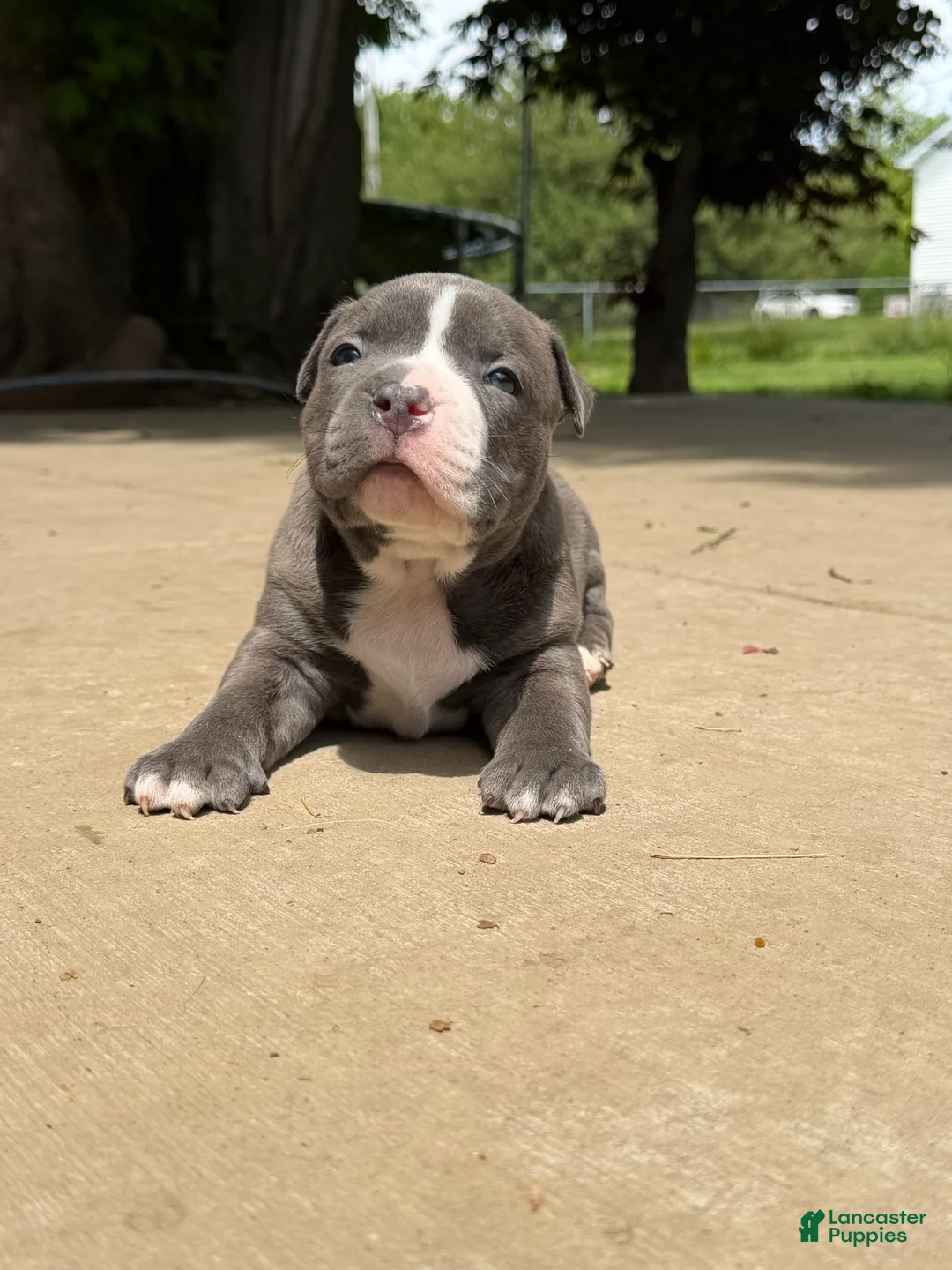 American Bully dogs for sale: American Bully 3 - Ad 1