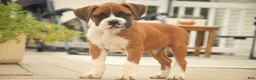 Boxer dogs for sale: Lily - Ad 3