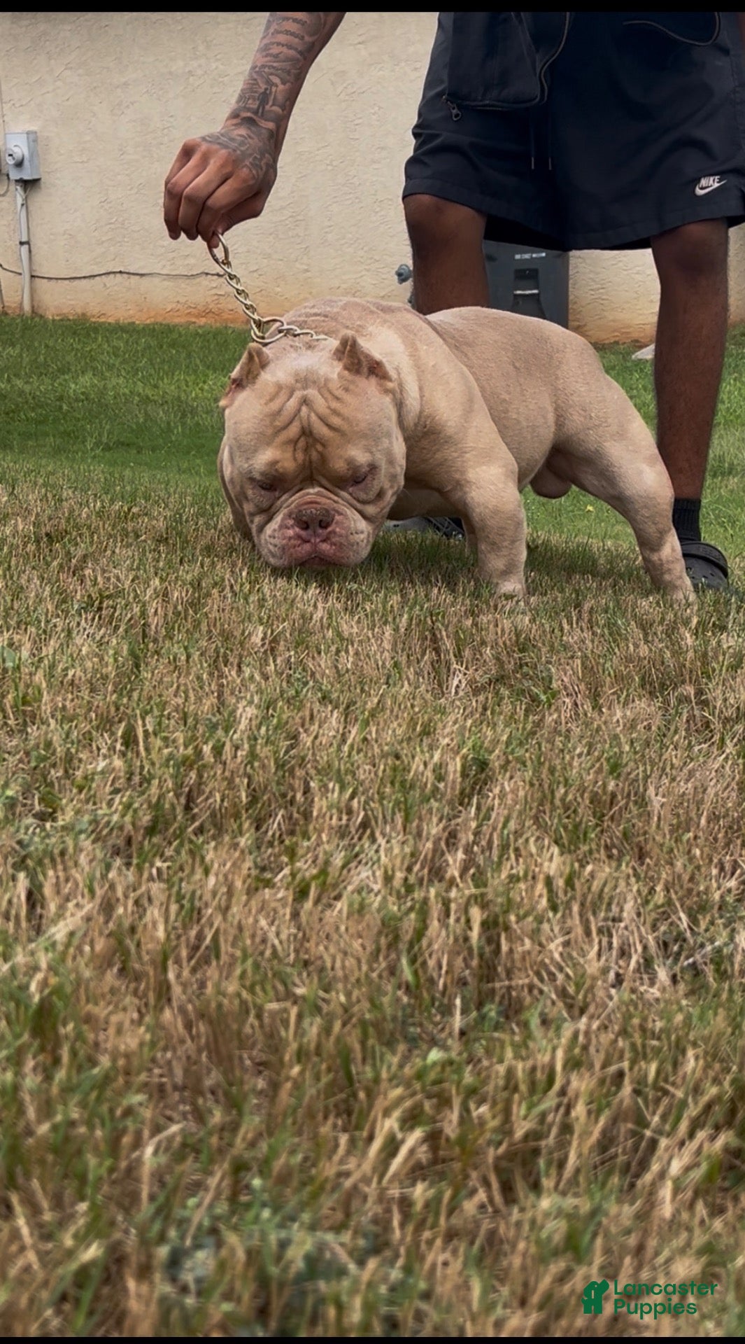 Haze (American Bully, Male) in Covington, GA