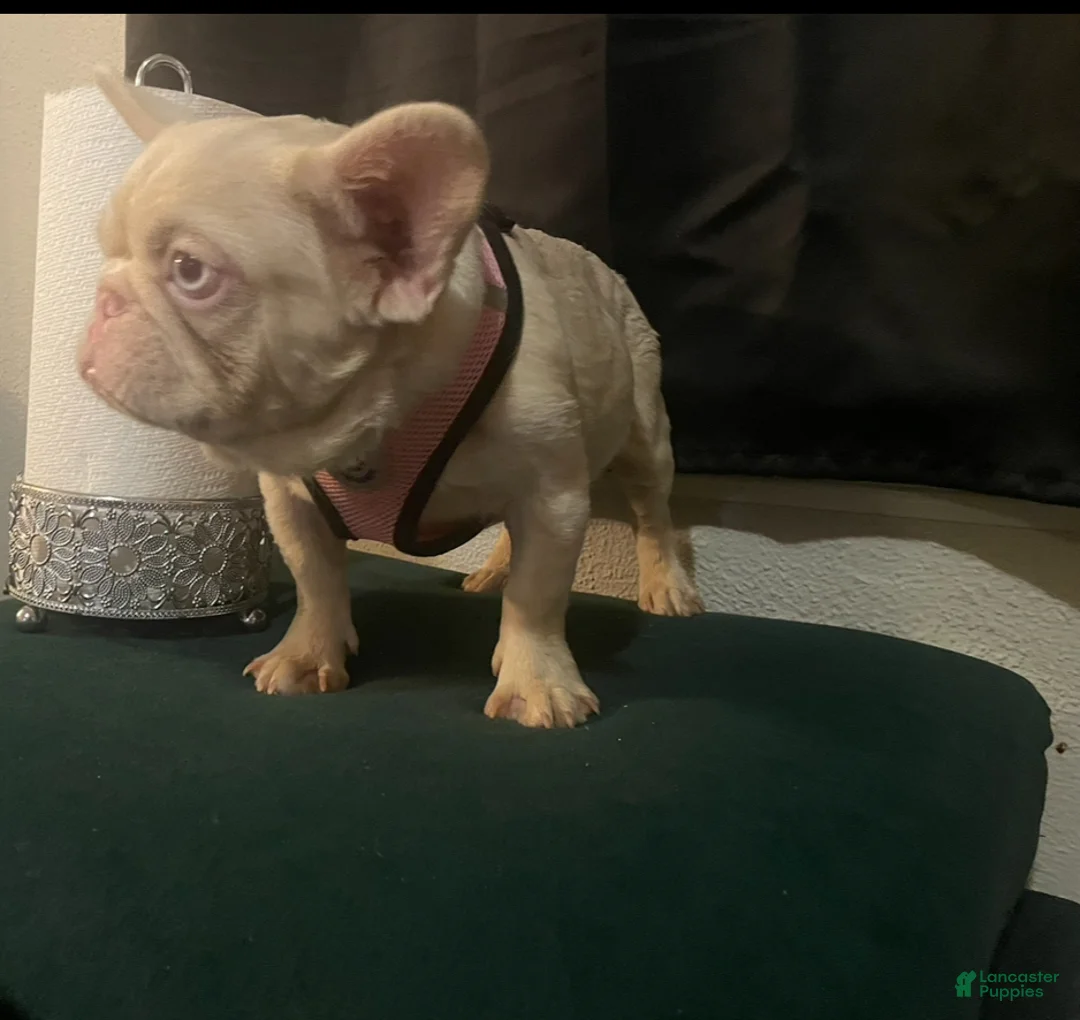 French Bulldog dogs for sale: Yang the Pink Micro - Ad 4
