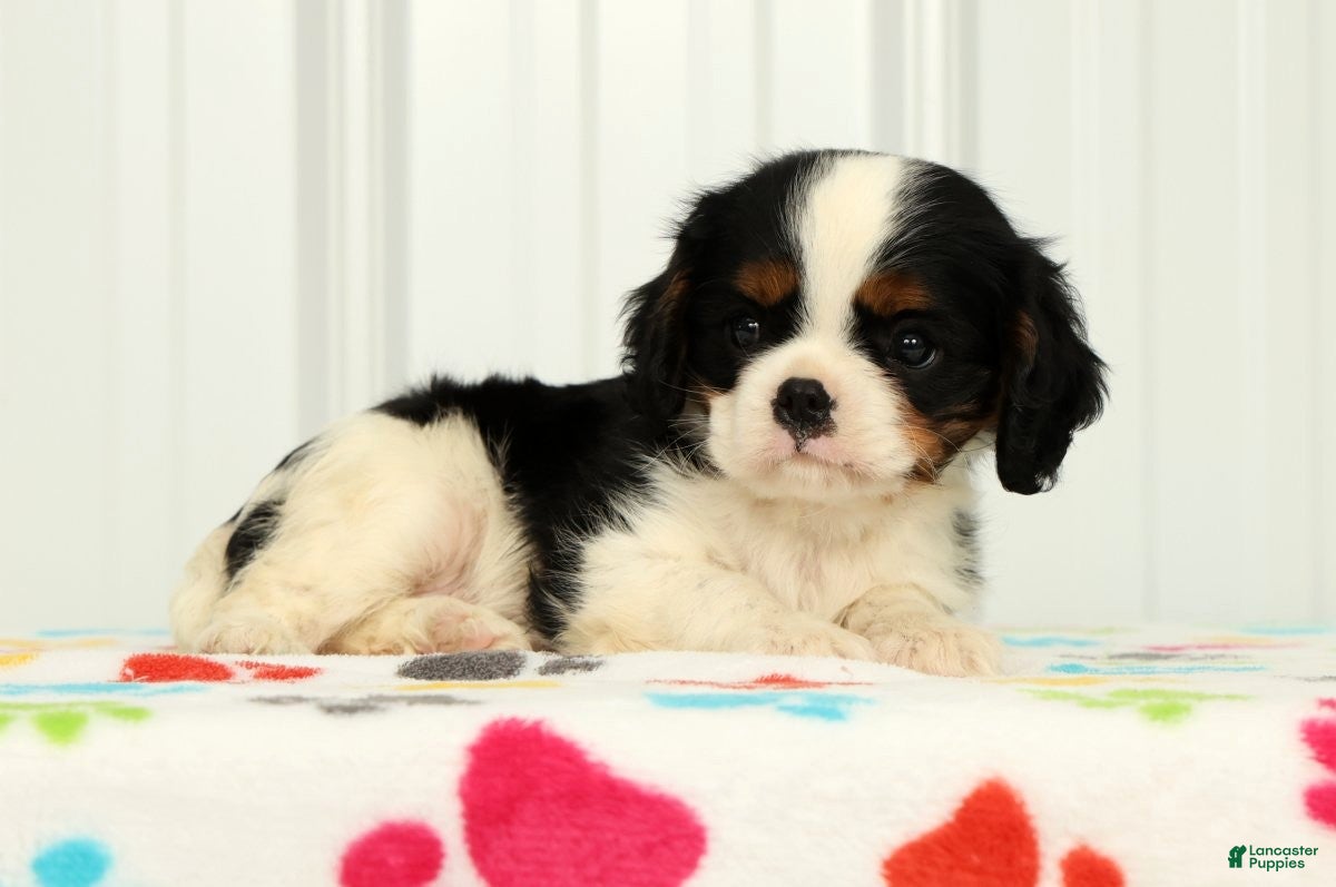 Cavalier King Charles Spaniel dogs Koby - Ad 2