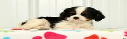 Cavalier King Charles Spaniel dogs for sale: Koby - Ad 2