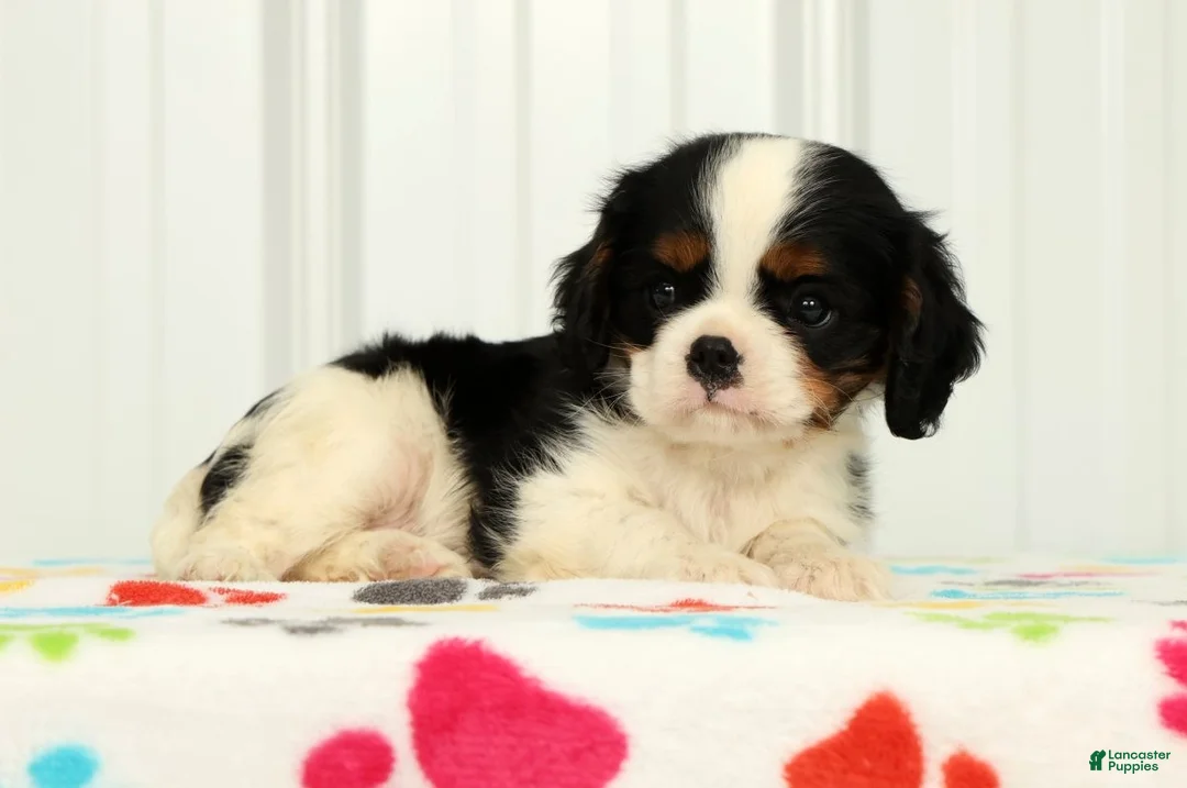 Cavalier King Charles Spaniel dogs for sale: Koby - Ad 2