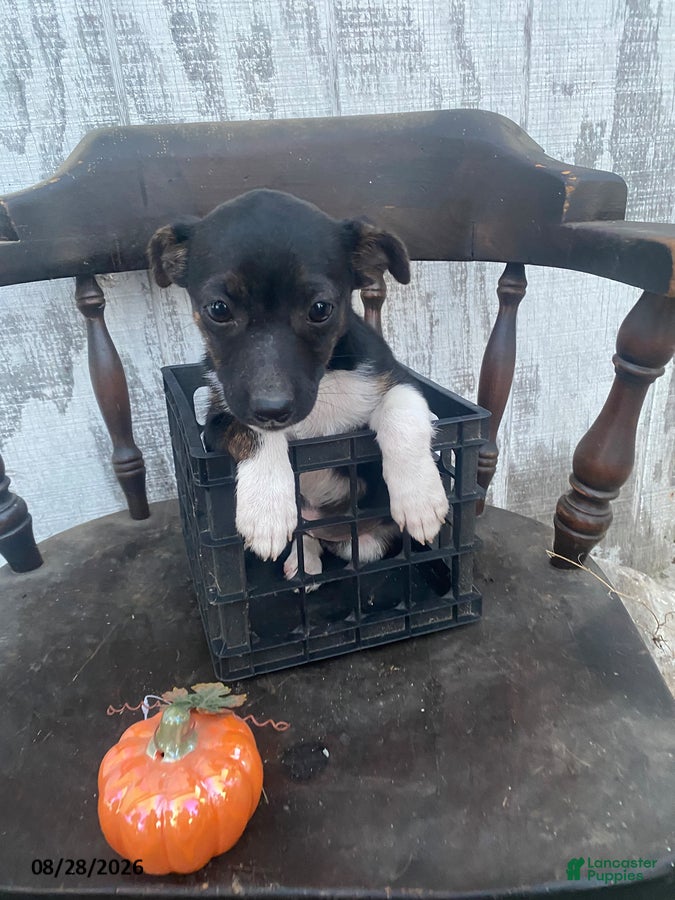Mixed Breed dogs Daisy - Ad 1