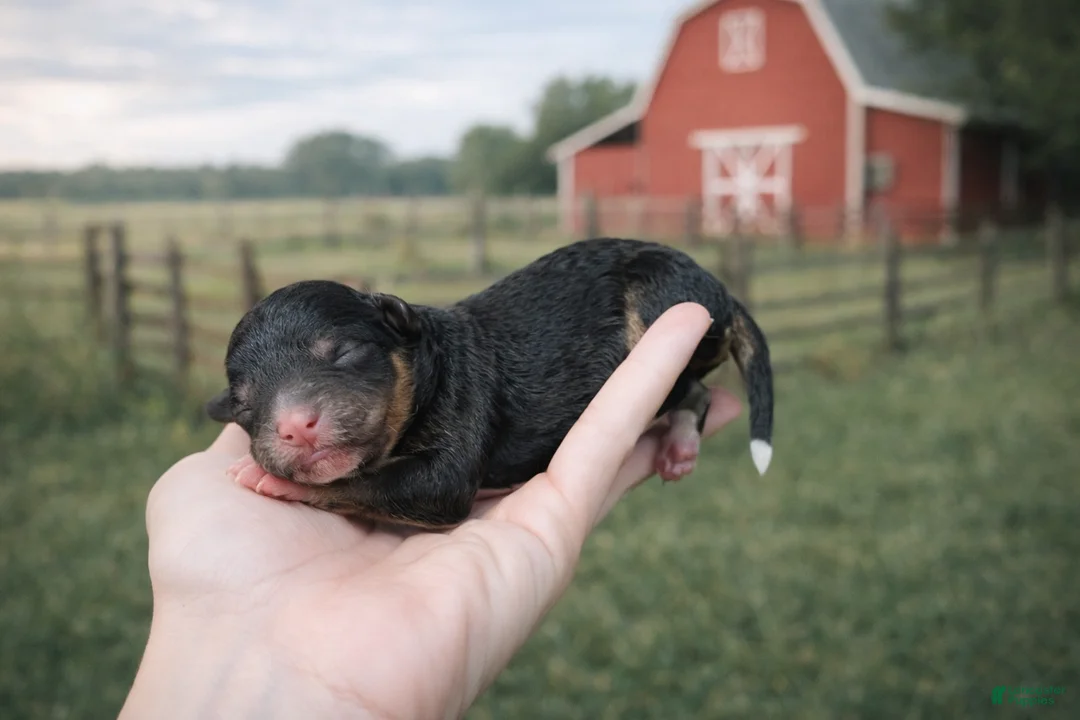 Cavapoo dogs for sale: Blossom - Ad 2