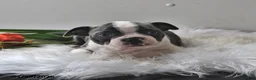 Boston Terrier dogs for sale: Winston - Ad 14