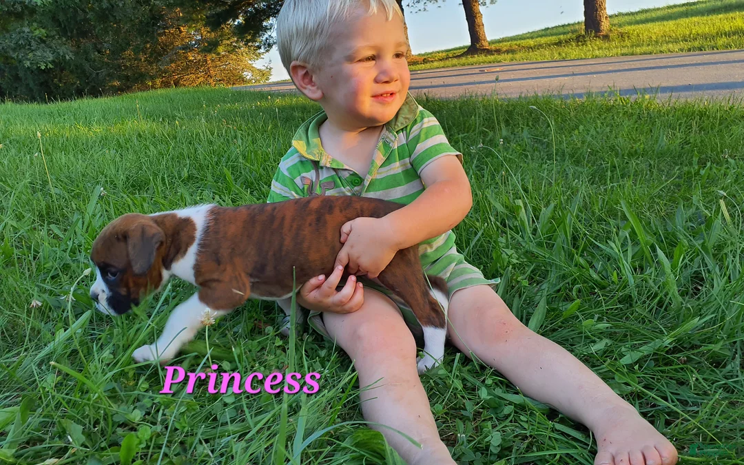 Boxer dogs for sale: Princess AKC - Ad 2