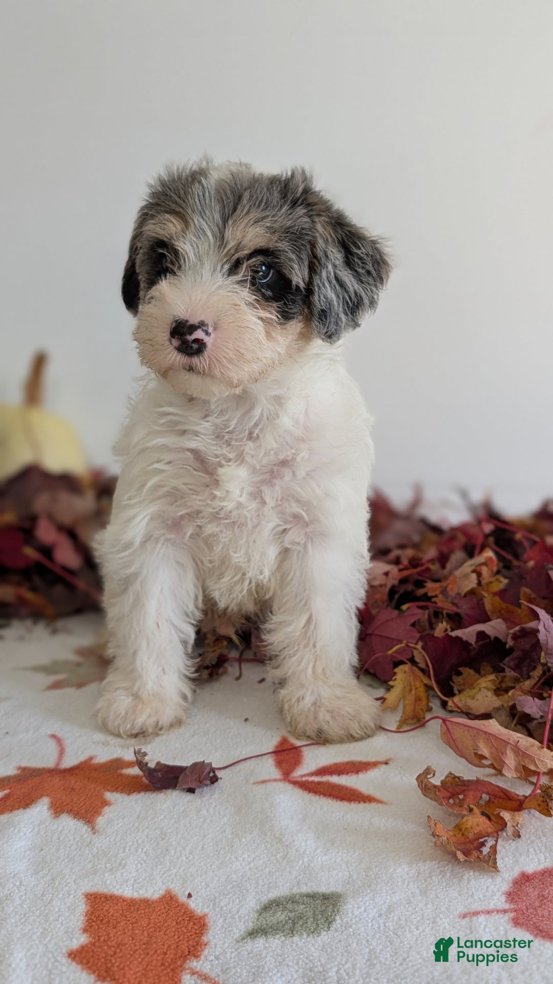 Mixed Breed dogs for sale: Niko - Ad 7