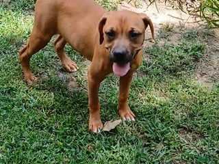 American Pit Bull Terrier dogs - Ad 12