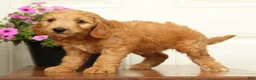 Mini Goldendoodle dogs for sale: Bella - Ad 8