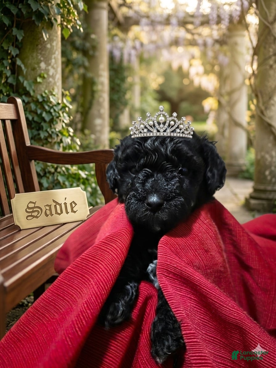 Shihpoo dogs Sadie - Ad 35