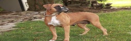 Boxer dogs for sale: Elsie - Ad 9