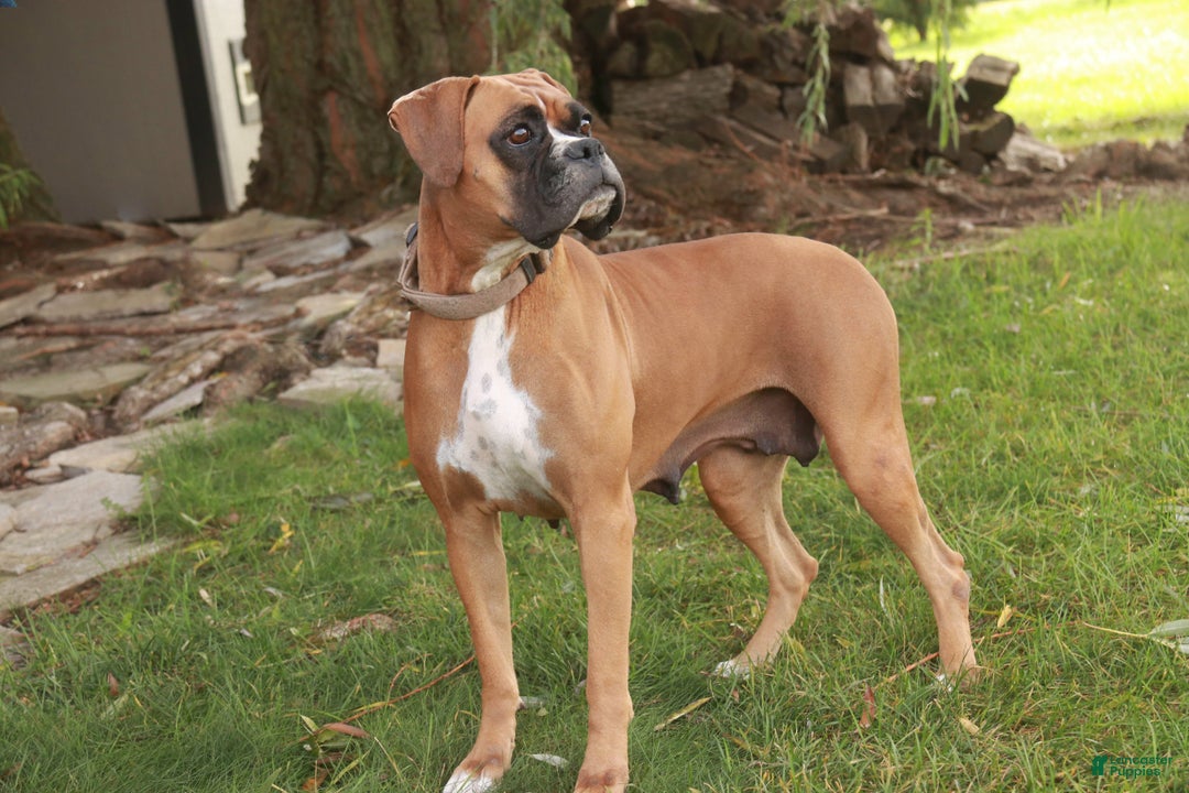 Boxer dogs for sale: Elsie - Ad 9