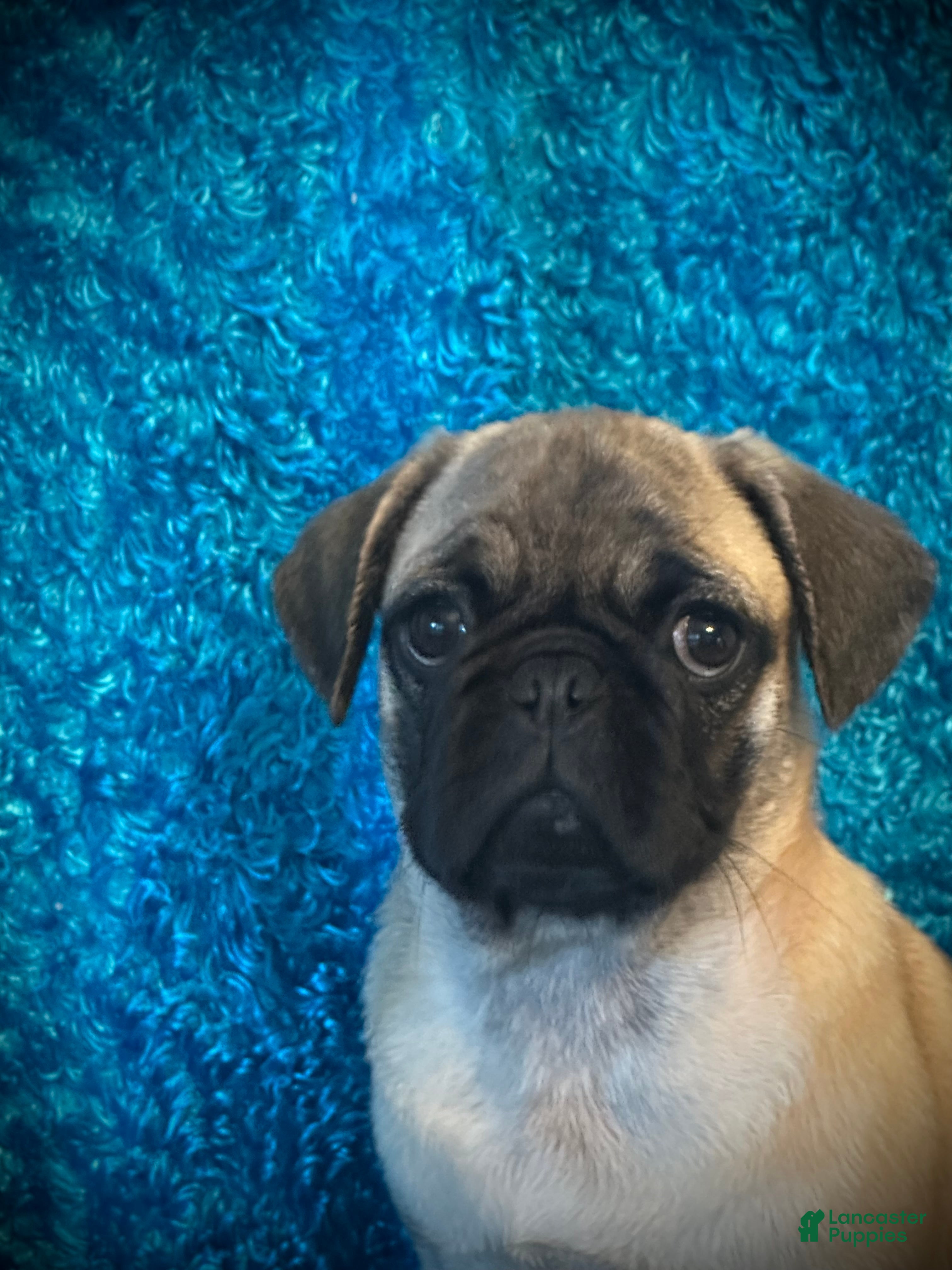 Pug dogs Lila - Ad 1