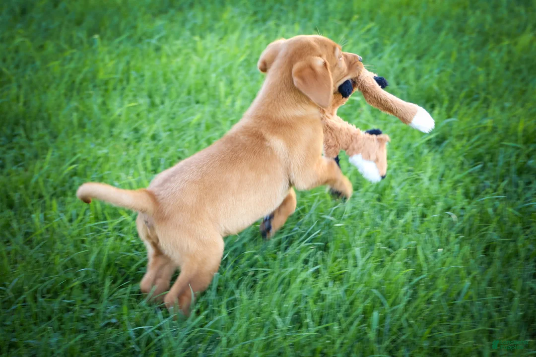 Labrador Retriever dogs for sale: NOAH - Ad 2