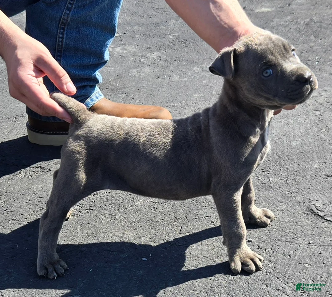 Mixed Breed dogs for sale: Hawks Sassy - Ad 1